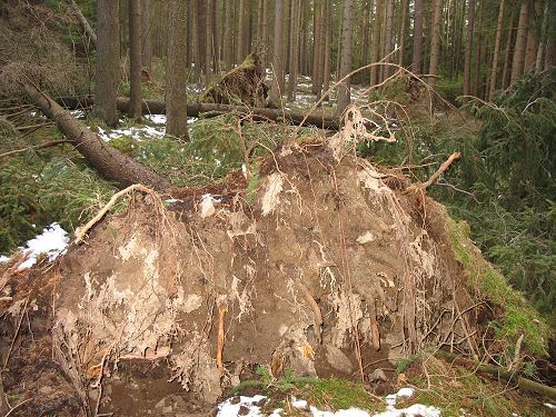 Wald nach Kyrill