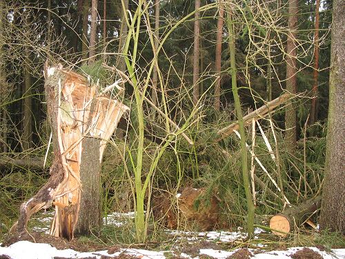 Wald nach Kyrill