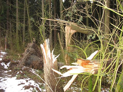 Wald nach Kyrill