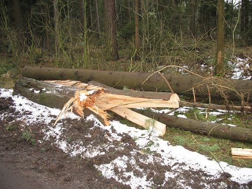 Wald nach Kyrill