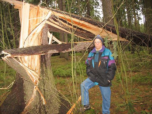 Wald nach Kyrill