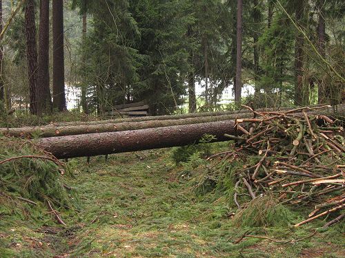 Wald nach Kyrill