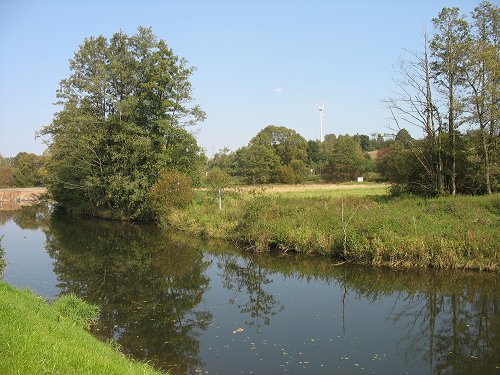 Baum mit Pilzen