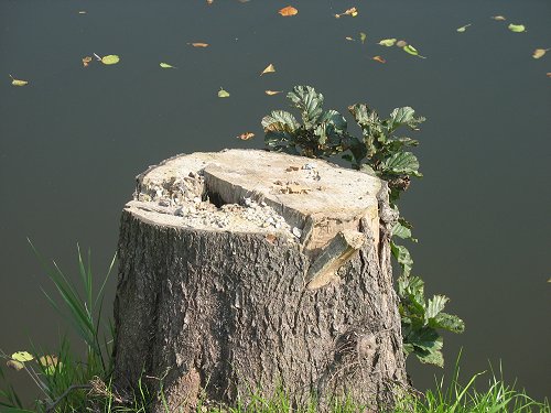 Baum mit Pilzen