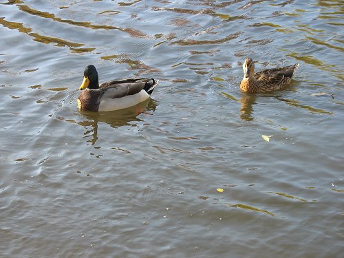 Schwarzenbach an der Saale