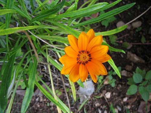 orangefarbene Blüte/Blume
