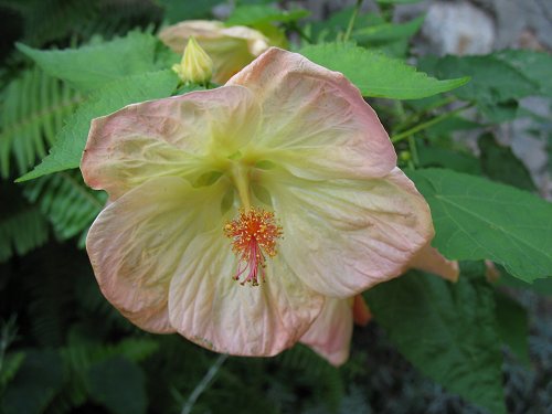 Hibiskus