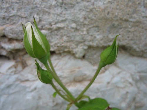 weiße Rosenknospe