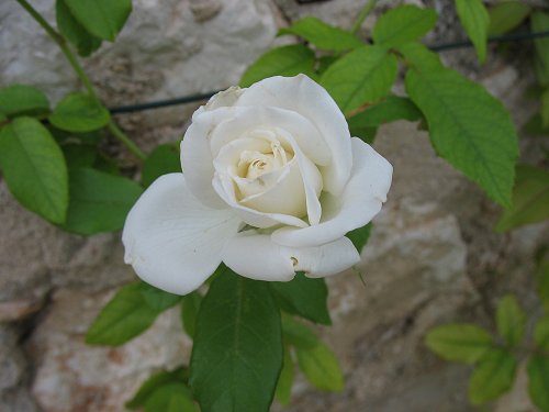 weiße Rose