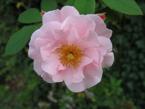 rosa Heckenrose
