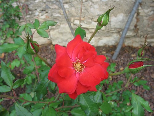 rote Rose