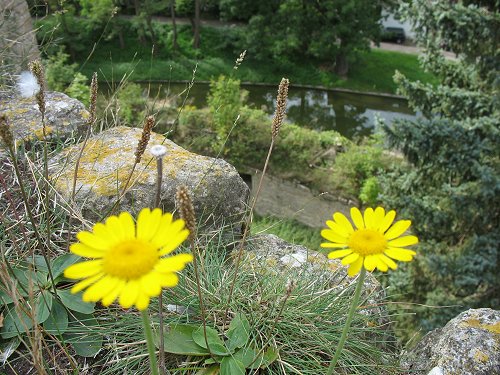 Wasserburg Kapellendorf