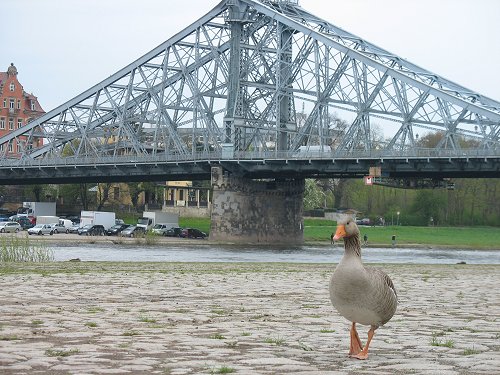 Elbe bei Dresden