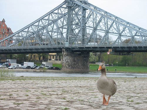 Elbe bei Dresden