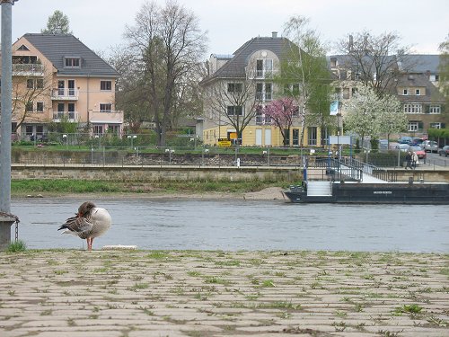 Elbe bei Dresden