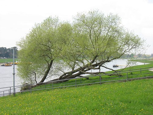 Elbe bei Pillnitz