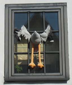 Huhn fliegt durchs Fenster