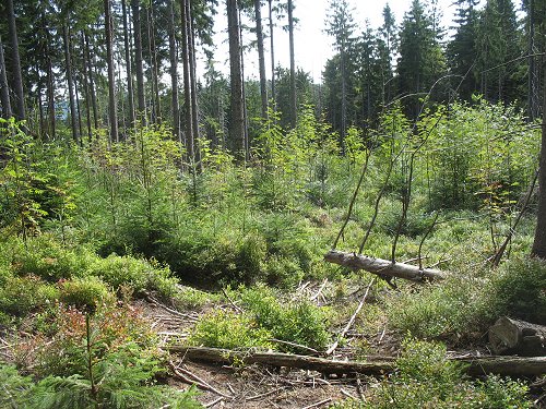 Auf dem Weg zum Gipfel der Platte