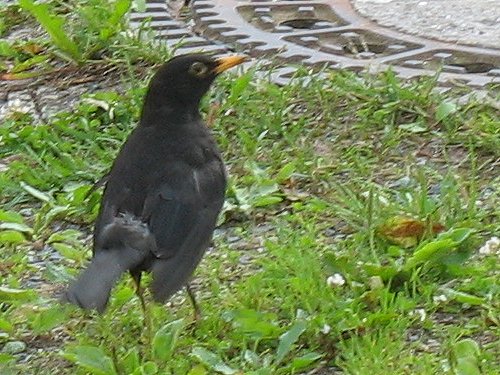 Amsel