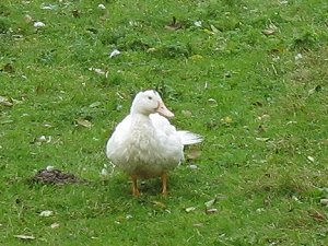 Vögel auf dem Bauernhof