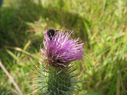 Hummel in Distel