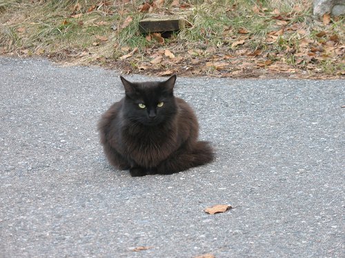 schwarze Katze