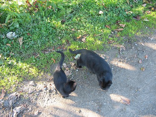 schwarze Katzenkinder