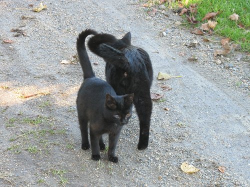 schwarze Katzenkinder