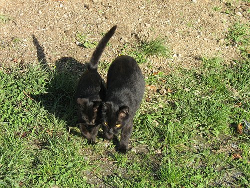 schwarze Katzenkinder