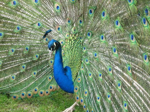 Pfau