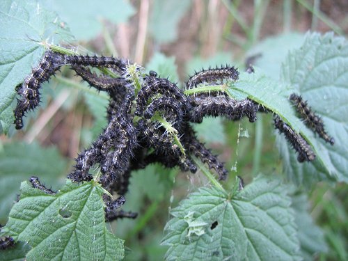 Schmetterlingsraupen