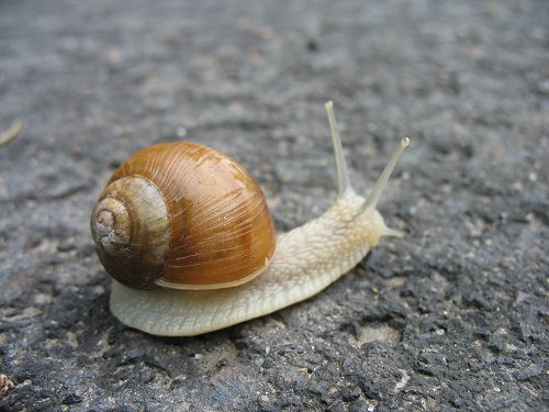 Schnecke