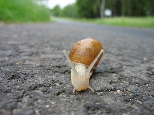 Schnecke auf einem langen, weiten Weg