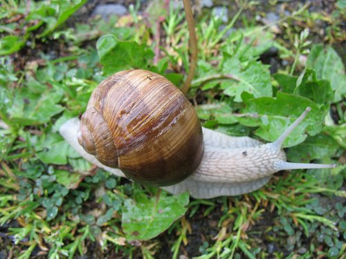 Weinbergschnecke