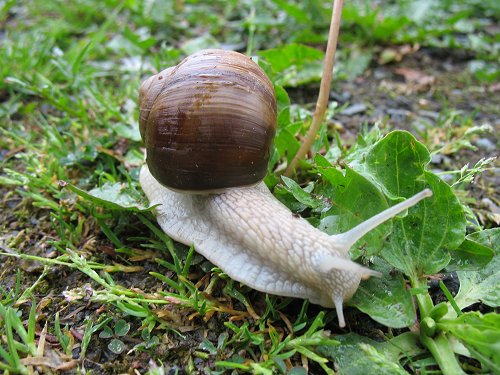 Weinbergschnecke