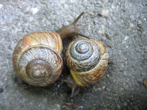 Schnecke