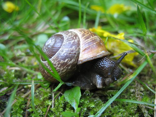 Schnecke