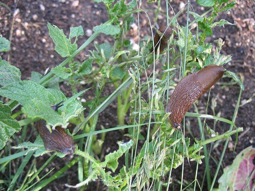 Schnecke