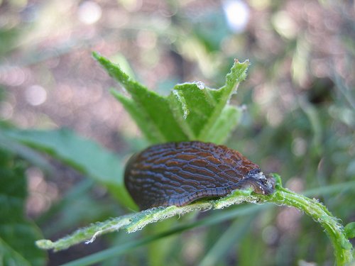 Schnecke