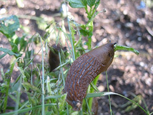 Schnecke