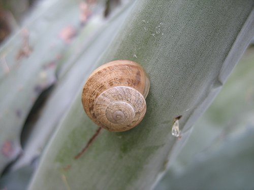 Schnecke