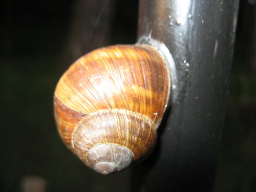 Schnecke