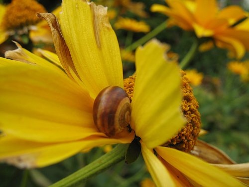 Schnecke