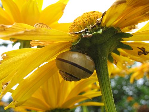 Schnecke