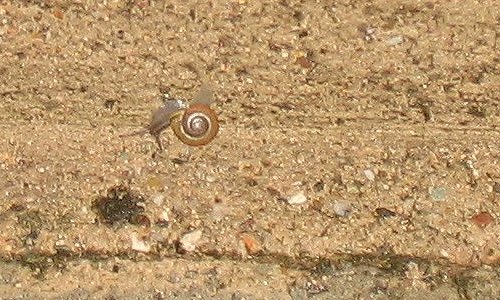 Schnecke und Spinne