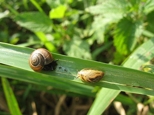 Schnecken