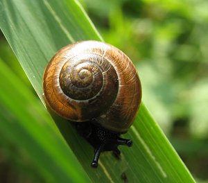 Schnecke