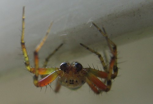 Spinne