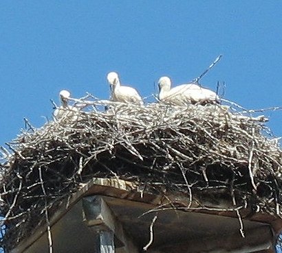 Storchennest