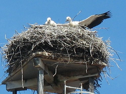 Storchennest